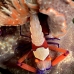 shirmp_emperor_fb_bb_si_v_0339_kom1049.jpg